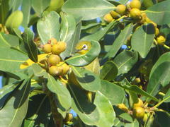 Zosterops virens virens