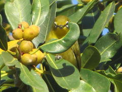 Zosterops virens virens