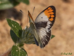 Colotis evagore