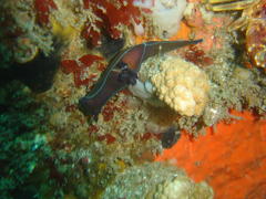 Tambja capensis