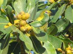 Zosterops virens virens