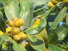 Zosterops virens virens