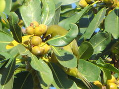 Zosterops virens virens