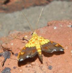Agrotera citrina