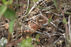 Leprus