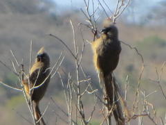 Colius striatus minor