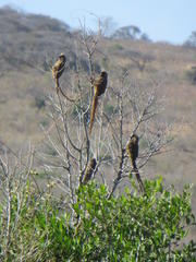 Colius striatus minor