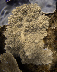 Sclerophytum variabilis