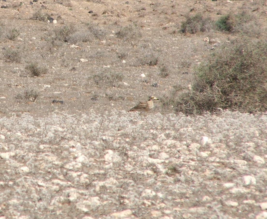 Eurasian Stone-curlew