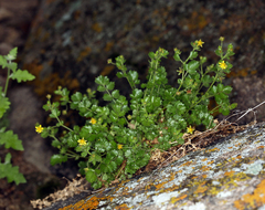Ivesia saxosa
