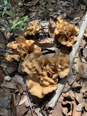 Clitocybe eccentrica