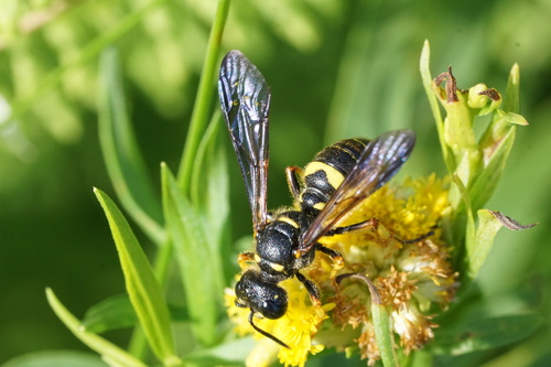 Cerceris halone photo 3
