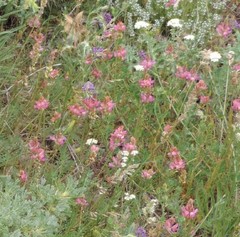 Onobrychis humilis matritensis