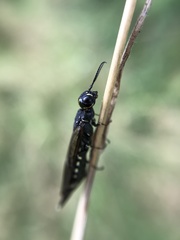 Xiphydria longicollis