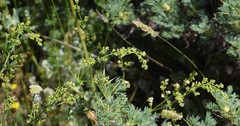 Galium lucidum