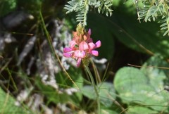 Onobrychis humilis matritensis