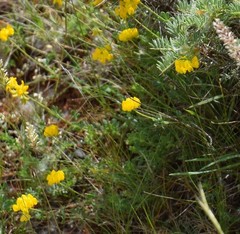 Coronilla minima lotoides