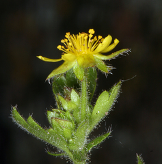 Ivesia saxosa