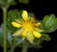 Ivesia saxosa
