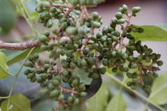Zanthoxylum caribaeum