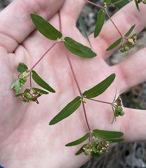 Euphorbia vermiculata