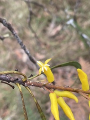 Persoonia falcata