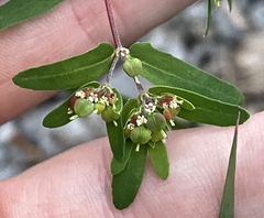 Euphorbia vermiculata