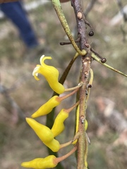 Persoonia falcata