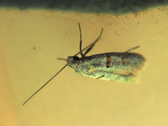 Symmocoides oxybiella