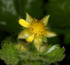 Ivesia saxosa
