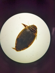 Thermonectus nigrofasciatus