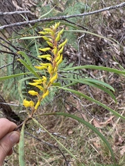 Persoonia falcata
