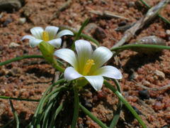 Romulea sinispinosensis