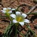 Romulea sinispinosensis - Photo (c) Nick Helme, some rights reserved (CC BY-SA), uploaded by Nick Helme