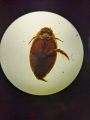 Thermonectus nigrofasciatus