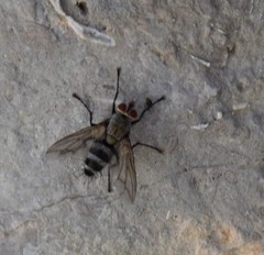 Microphthalma disjuncta