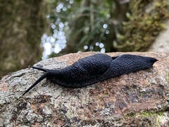 Thularion semoni
