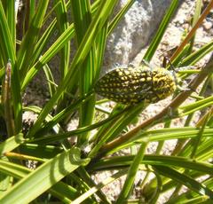 Julodis