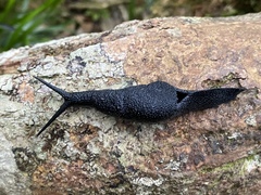 Thularion semoni