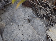 Microphthalma disjuncta