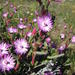 Ruschia geminiflora - Photo (c) Nick Helme, algunos derechos reservados (CC BY-SA), subido por Nick Helme