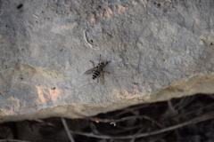 Microphthalma disjuncta