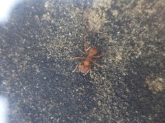 Trachymyrmex