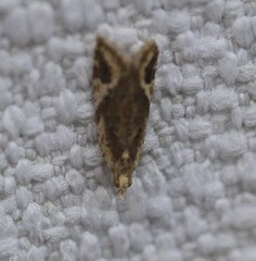 Euphona euphona