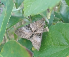Melipotis nigrobasis