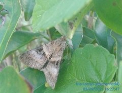 Melipotis nigrobasis