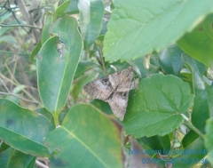 Melipotis nigrobasis