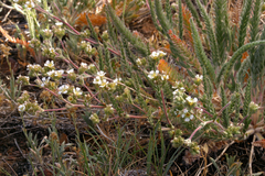 Ivesia sericoleuca