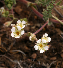 Ivesia sericoleuca