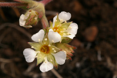 Ivesia sericoleuca